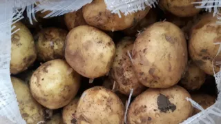 Farg'onada kartoshka ichidan giyohvand moddalar topildi