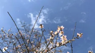 O'zbekistonda hafta boshida yog'ingarchiliksiz va issiq ob-havo kutilmoqda
