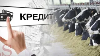 Sirdaryoda 3 mlrd so'mga yaqin kredit mablag'i talon-toroj qilindi