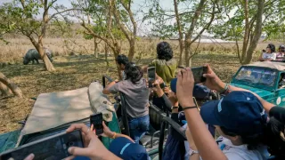 Hindistonda sayyohlarga yo'lbarslar bilan selfi tushish taqiqlandi