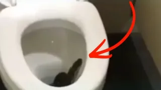 Sochi aeroporti hojatxonasidan ilon topilgani yo‘lovchilarni sarosimaga soldi