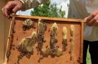 Asalarilar uyasida diniy yozuvni eslatuvchi shakl hosil bo'ldi