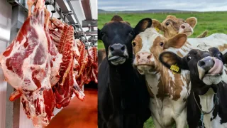 O‘zbekistonga naslchilikni yaxshilash uchun yangi qoramollar olib kelindi