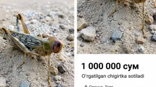 Navoiyda o‘rgatilgan chigirtkaning bir million so‘mga sotilishi muhokamada