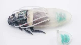 Olimlar suvaraklarni masofadan boshqariladigan kiber-robotlarga aylantirishdi