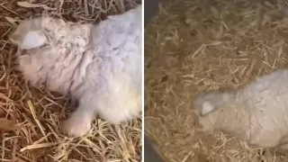 Xitoyda o‘zini o‘likka soladigan qo‘zichoq ijtimoiy tarmoqlarda mashhur bo‘ldi