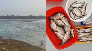 Sirdaryo baliqlari tarkibida mikroplastik zarrachalari aniqlandi