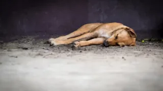 Uy hayvonlari nobud bo‘lganda yetti kunda xabar berish shart