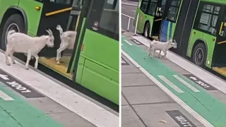 Portlendda ikki echki shahar avtobusiga chiqib ketdi