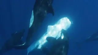 Orkalar quyosh balig‘ini ovlashning yangi usulini namoyish qildi