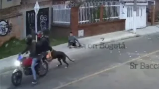 Kolumbiyada sodiq it o‘z egasini bosqinchilardan himoya qildi