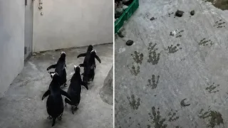 Daniya hayvonot bog‘ida pingvinlar qafasdan chiqib sayr qildi