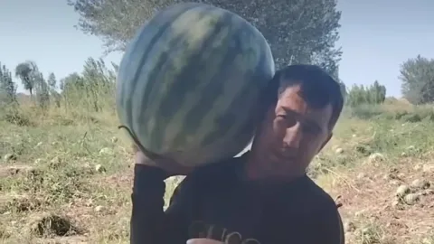 O‘zbekistonda yetishtirilgan yetmish besh kilogrammlik ulkan tarvuz
