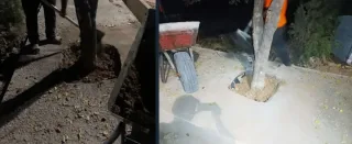 Yunusobodda daraxtlar atrofi beton qoplamadan tozalanib, holat bartaraf etildi