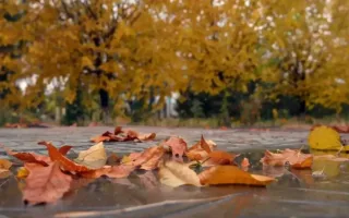 O‘zbekistonda 22 oktyabr kuni qanday ob-havo kuzatiladi