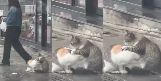 Istanbul ko‘chalarida mushuklarning o‘zaro mehr ko‘rsatishi kishilarni hayratga soldi