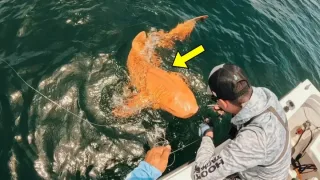 Florida qirg‘oqlarida g‘ayritabiiy to‘q sariq rangli akula tutildi