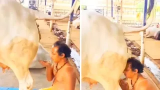 Hindistonda sigir siydigidan foydalanish an’anasi va uning zamonaviy talqini