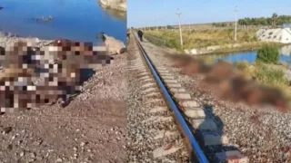 Jambil viloyatida poyezd ostida qolgan qo‘ylar egasi jarimaga tortildi