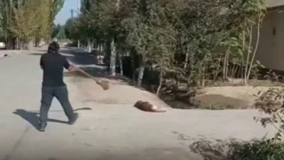 Erkak karnay chalib ko‘chada uxlab yotgan itni qo‘rqitdi