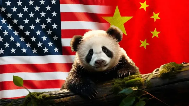 Xitoy AQShga diplomatiya doirasida ikki dona panda yuboradi