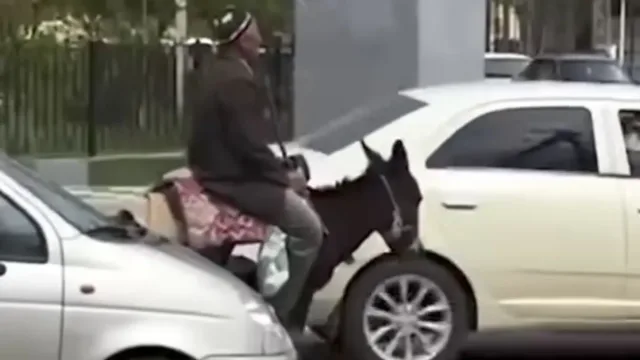 Jizzaxda eshakda ketayotgan otaxon svetofor qoidalariga amal qildi