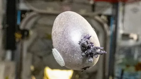 NASA astronavti fazoda «Marslik» filmi uslubida kartoshka yetishtirdi
