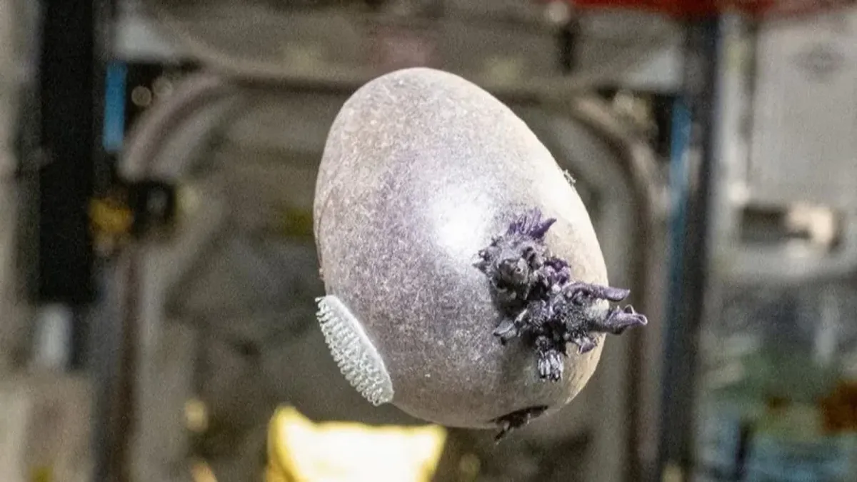 NASA astronavti fazoda «Marslik» filmi uslubida kartoshka yetishtirdi