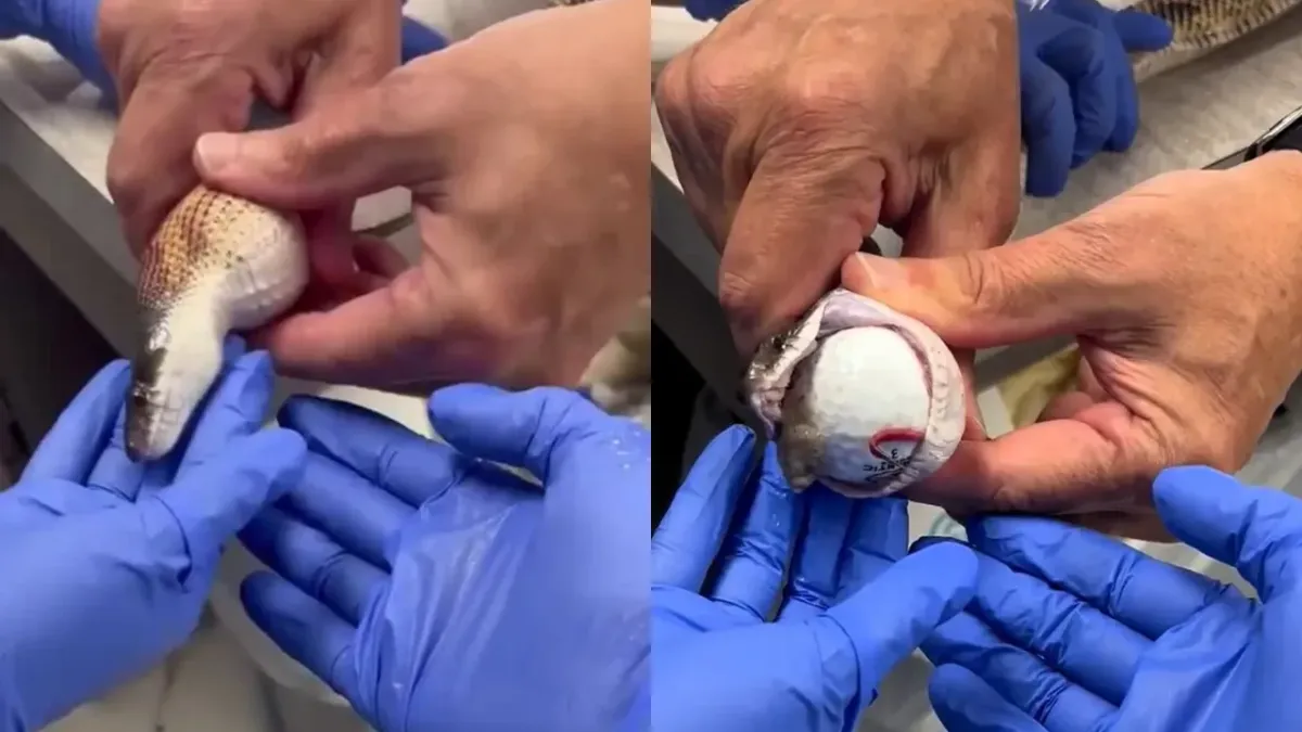Texasda veterinarlar ilon qornidan uchta golf to‘pi olib chiqishdi