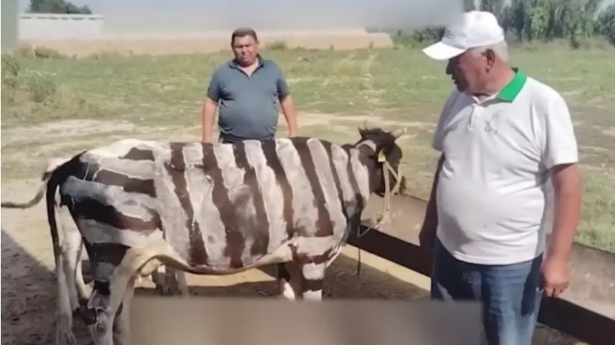 Fermerlar qoramollarni hasharotlardan himoya qilish uchun chiziqlar chizmoqda