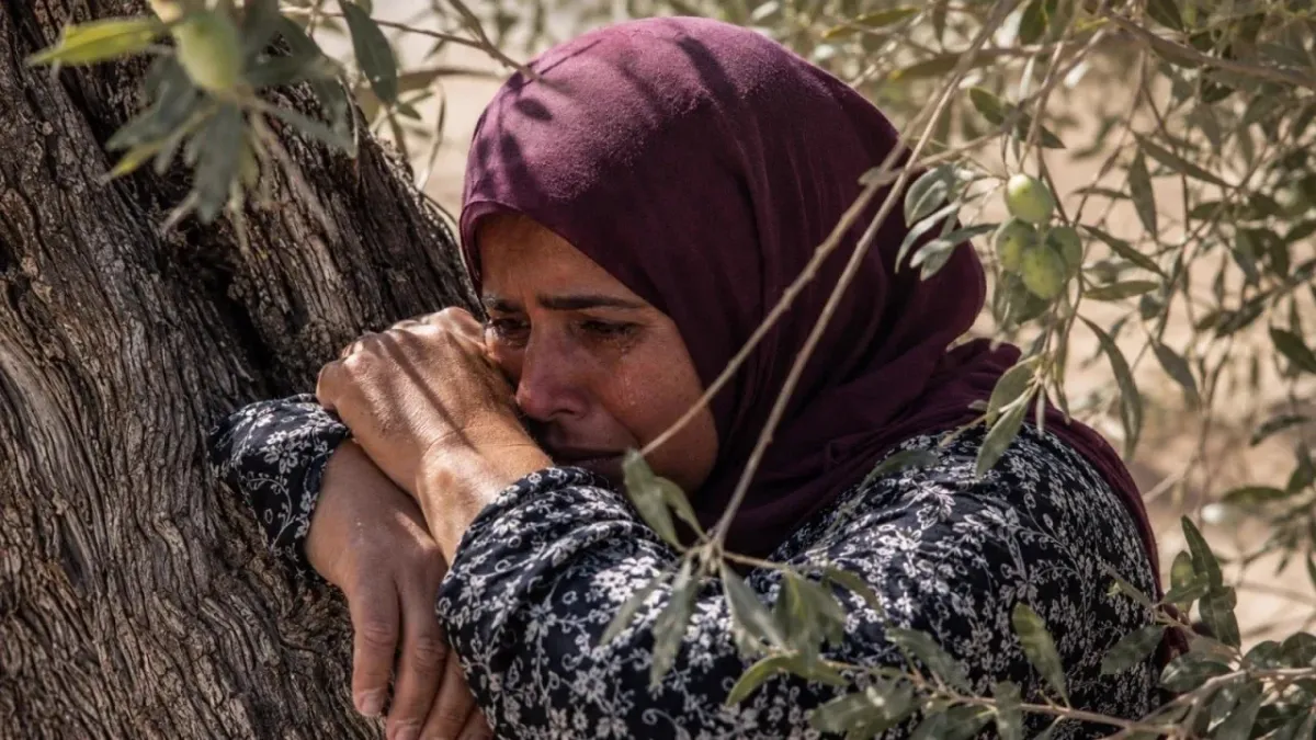 Falastinlik ayolning zaytun daraxti bilan vidolashuvi og‘ir kechdi