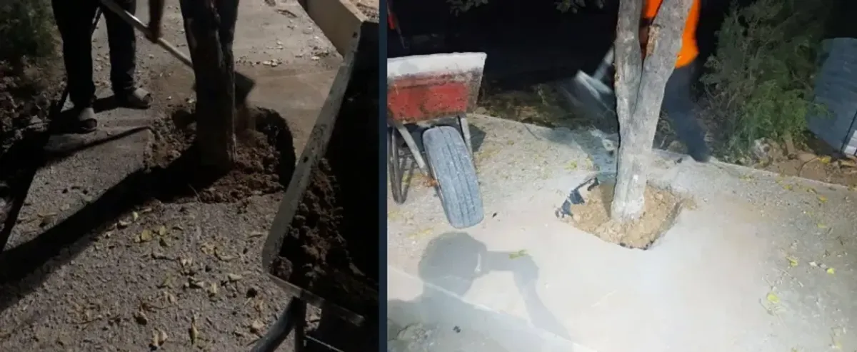 Yunusobodda daraxtlar atrofi beton qoplamadan tozalanib, holat bartaraf etildi
