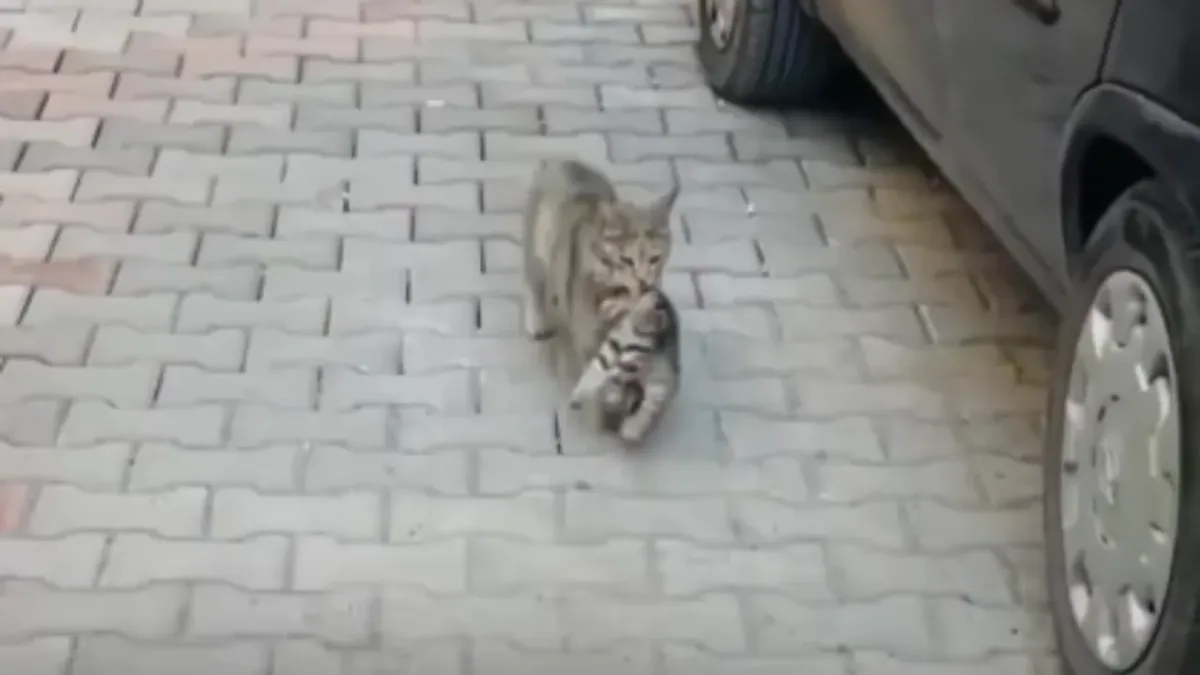 Turkiyada mushuk betob bolasini shifokorlarga olib keldi