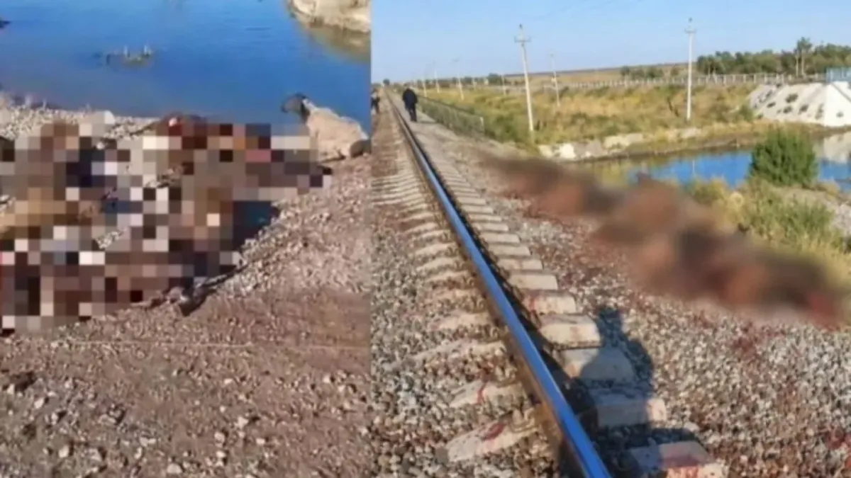 Jambil viloyatida poyezd ostida qolgan qo‘ylar egasi jarimaga tortildi